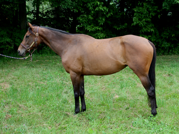 Thoroughbred Horse